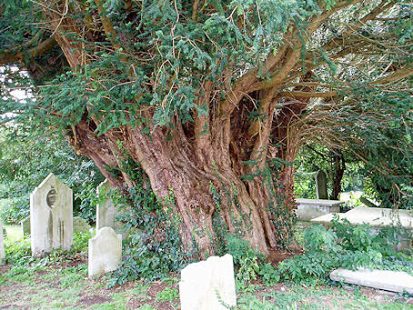 Trunk of southeast tree