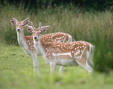 Fallow deer