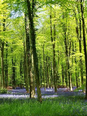 Angmering Woods © Neil Rogers-Davis