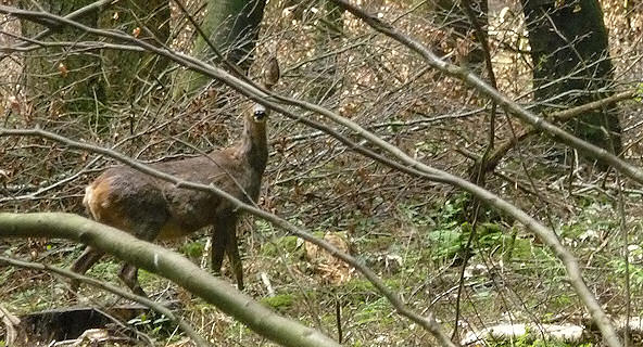 Copyright: Neil Rogers-Davis, 2009