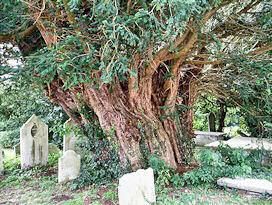 Angmering ancient Yew tree