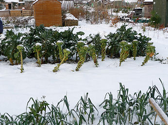 Brussel Sprouts on Honey Lane Allotments
