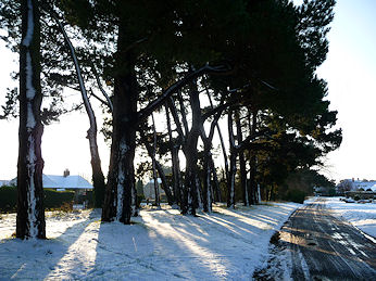 Monterey Pines by North Drive