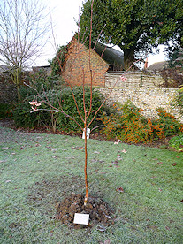 Tree in St Nicholas' Garden