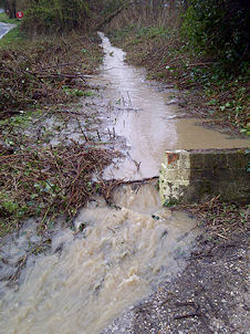 Photo: Sylvia Verrinder